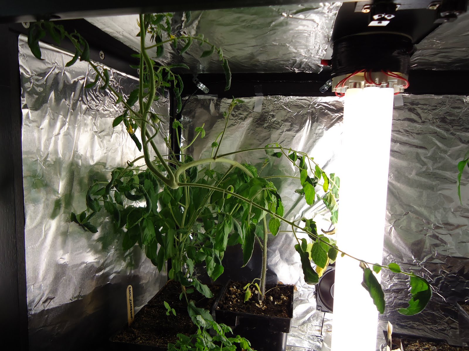 Thyme To Garden Now Jelly Bean Tomatoes Growing Indoors