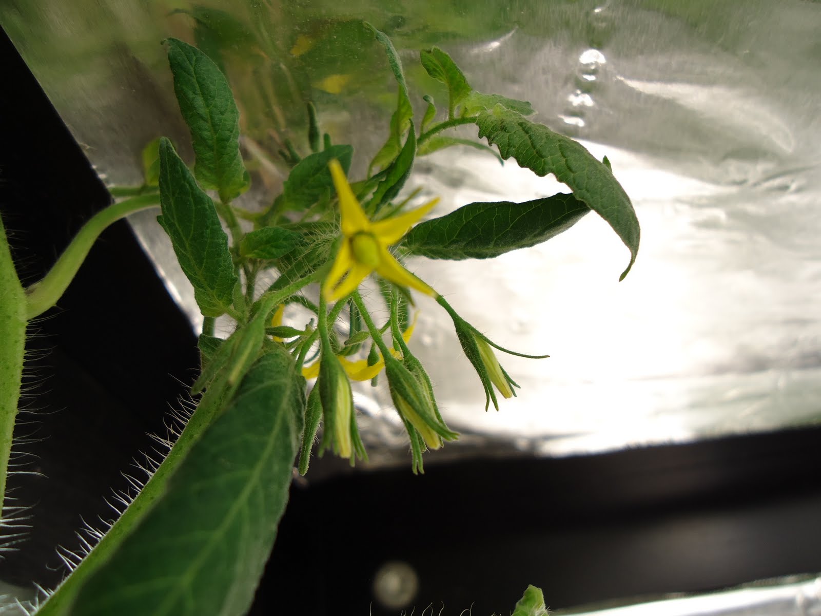 Thyme To Garden Now Jelly Bean Tomatoes Growing Indoors