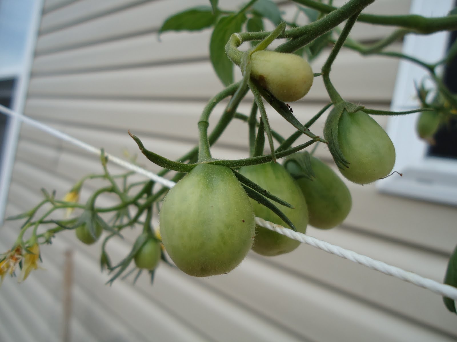 Thyme To Garden Now 9/20/10 Harvest Jelly Bean Tomatoes
