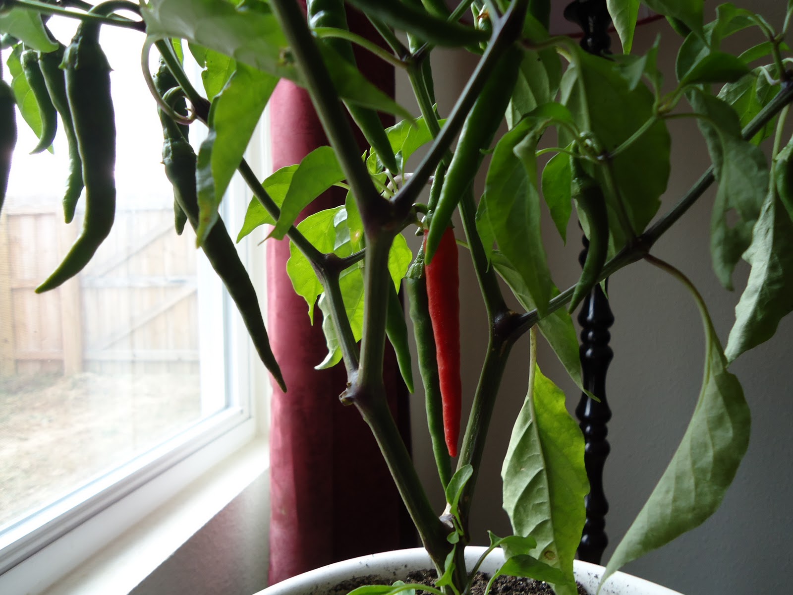 Thyme To Garden Now Slow Ripening Peppers