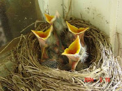 birds parents birth giving waiting bird open into mouths babies students babys gives julia manchester english fed drop its