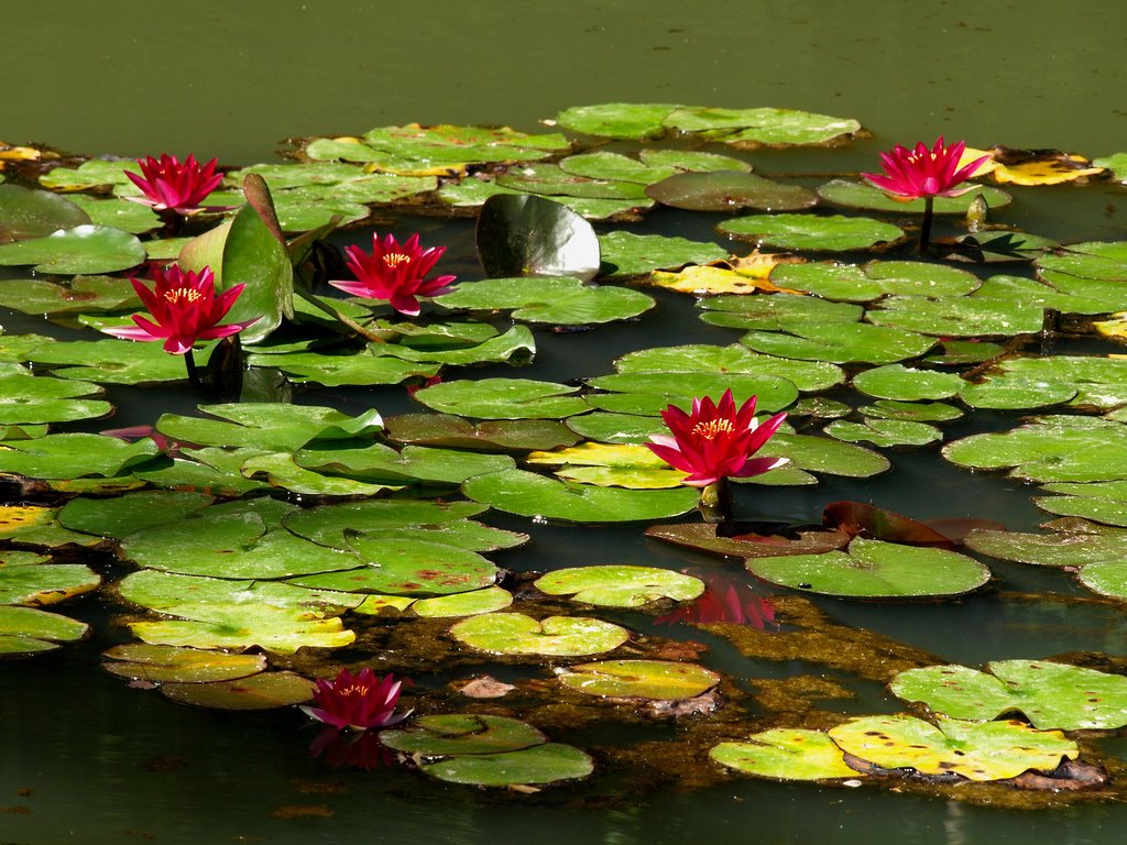 [3067842197_55f9e78c2a_b.jpg]