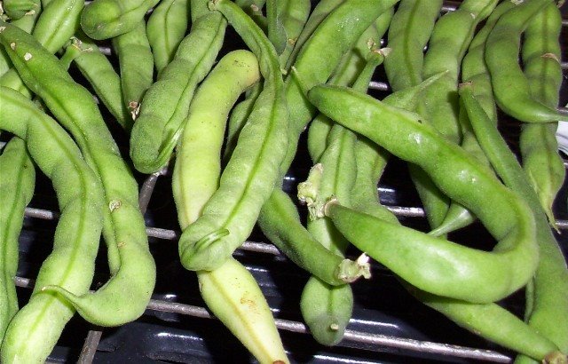 [drying+beans+1+March+14+09.jpg]