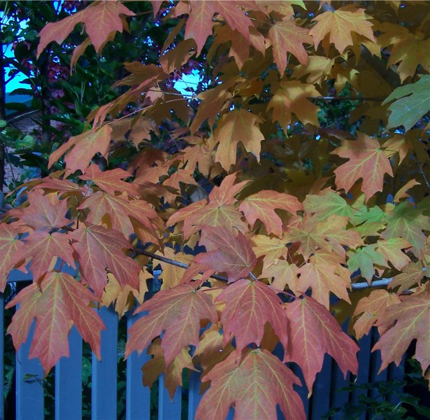 [autumn+leaves+two.jpg]