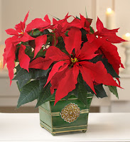 Flower Designs for the Holidays, Poinsettia for Christmas, Flower Bouquets