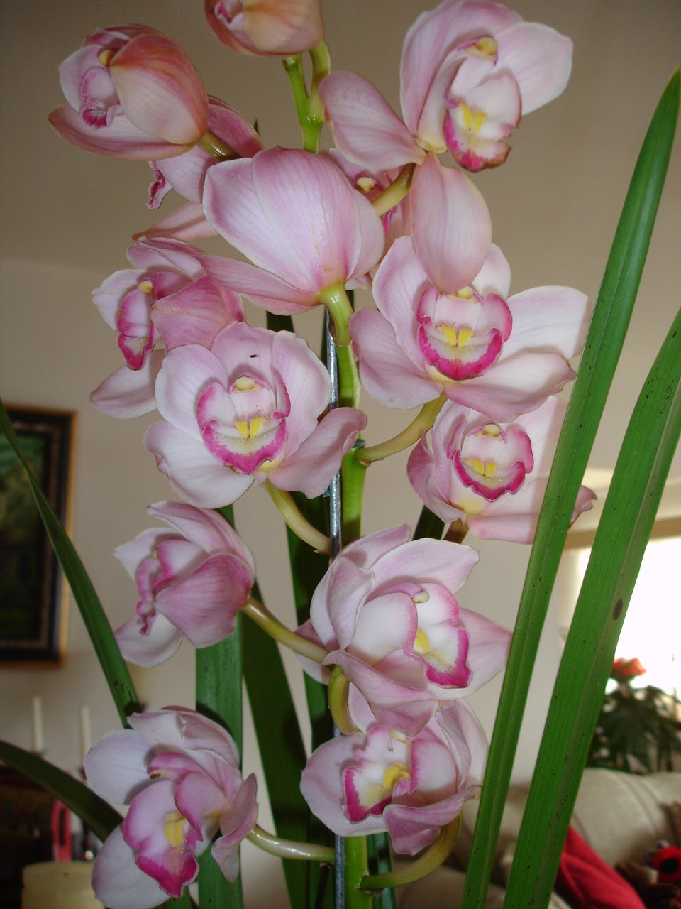 Cheiro de Vanilla: Novas Orquídeas