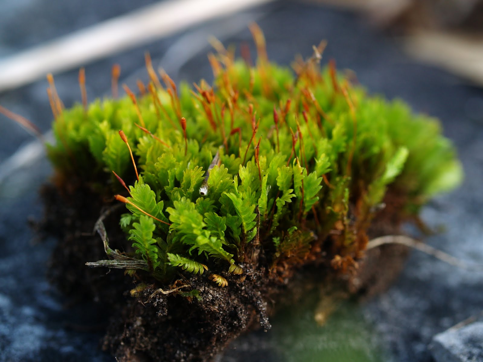 Winter Mosses (20092010)