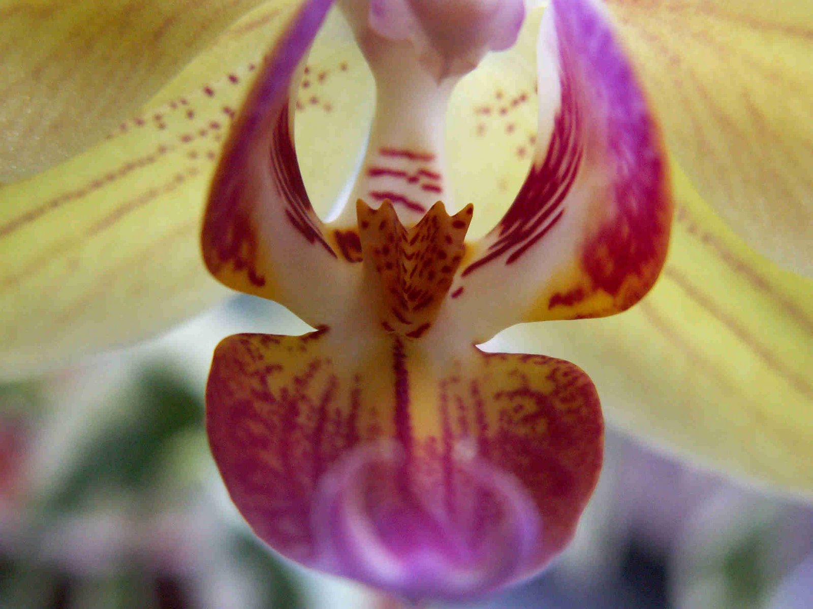 [Orchidee.jpg]