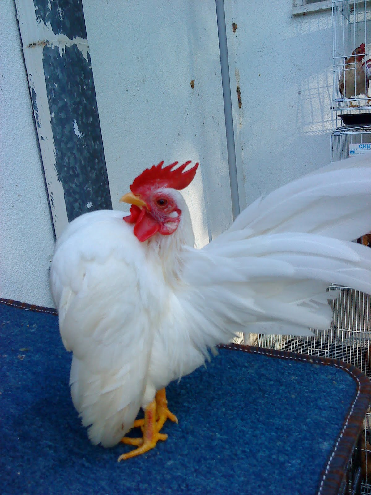 Ayam Serama Untuk Dijual Berminat Wasap Serama Sri Acheh Facebook