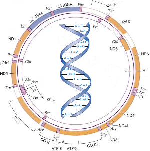 ADNMitocondrial: ¿Que Es EL ADN MItocondrial