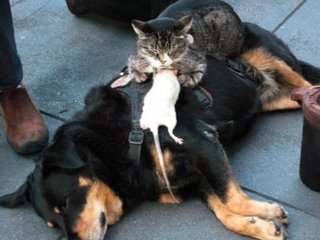 [dog-cat-rat.jpg]