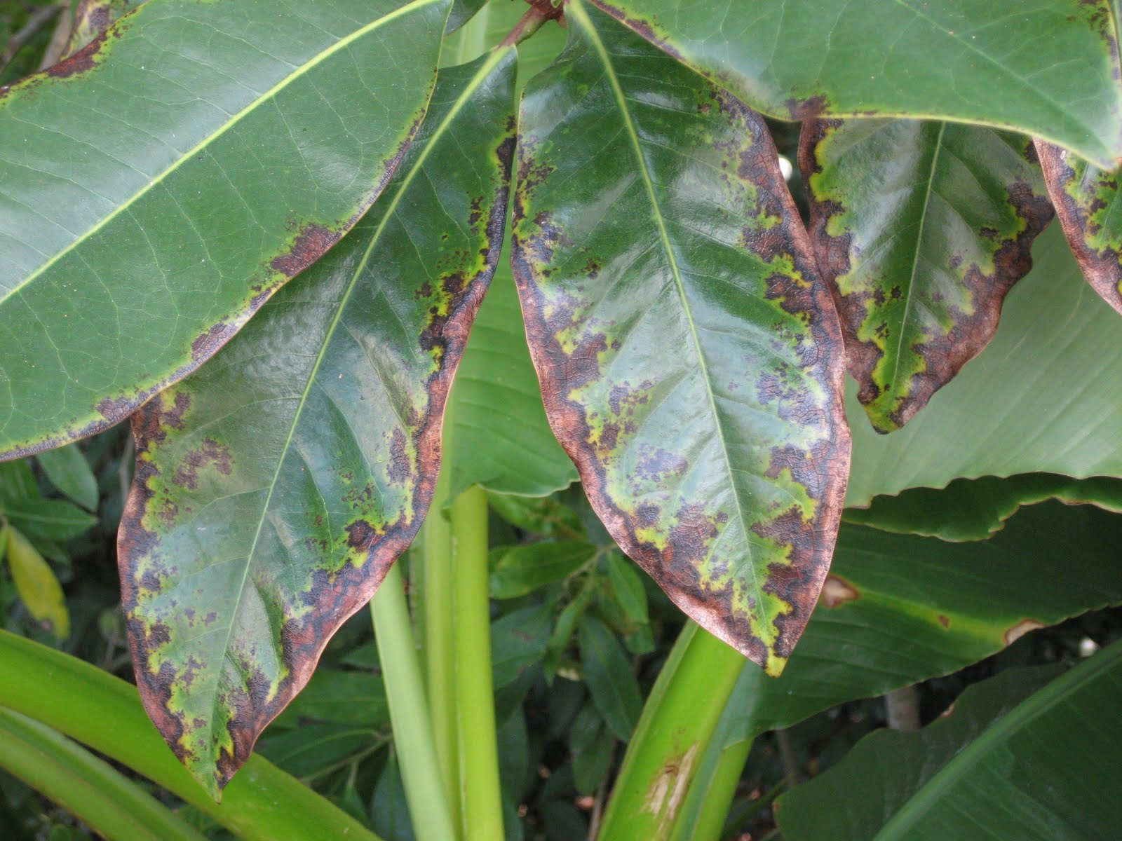 Offshoots Boron Toxicity