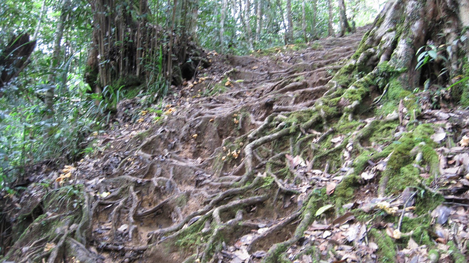 Kokoda Hike: Day 8 - New Nauro to Ioribaiwa village
