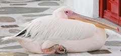 Gus the Pelican