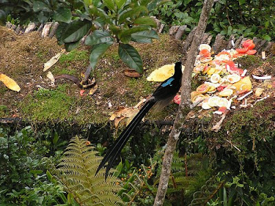 Birds of Paradise Epimachus meyeri Epimachus meyeri