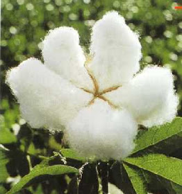 Procesos De Textiles Hilatura De Algodon