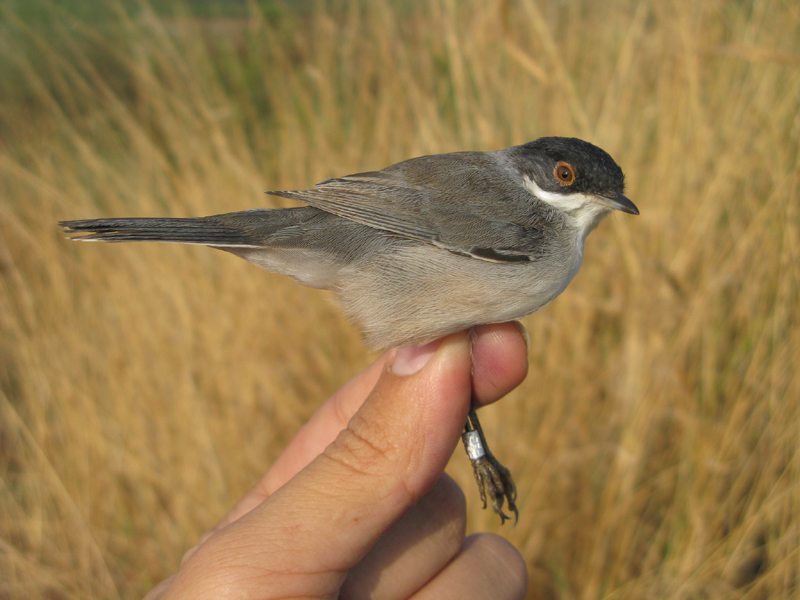 ISRing - the Israeli Ringing Blog: Marsh & Reed Warbler identification