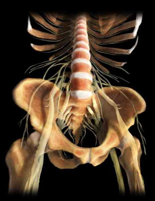 Anatomía trasparente - Imágenes del cuerpo humano transparente II