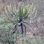 " THE TRANSVAAL CANDELABRA TREE