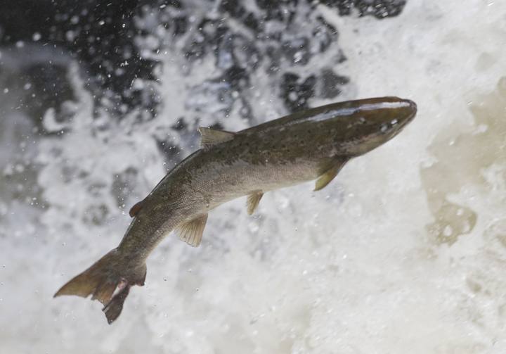 Porque el Salmón nada contra la corriente? | Lo divertido y tecnológico