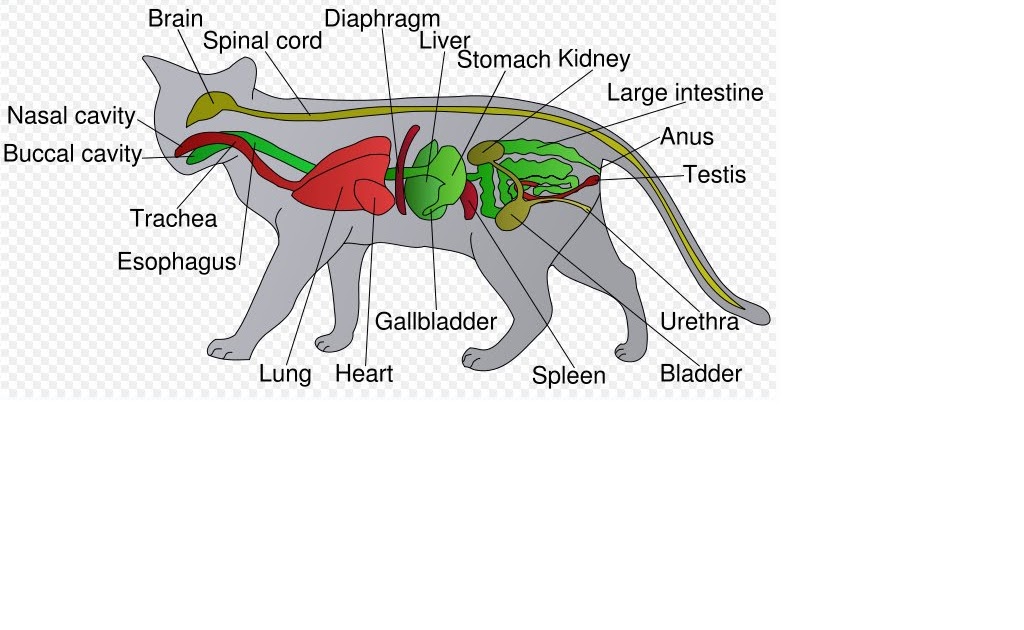 Cat Anatomy Blank Diagram