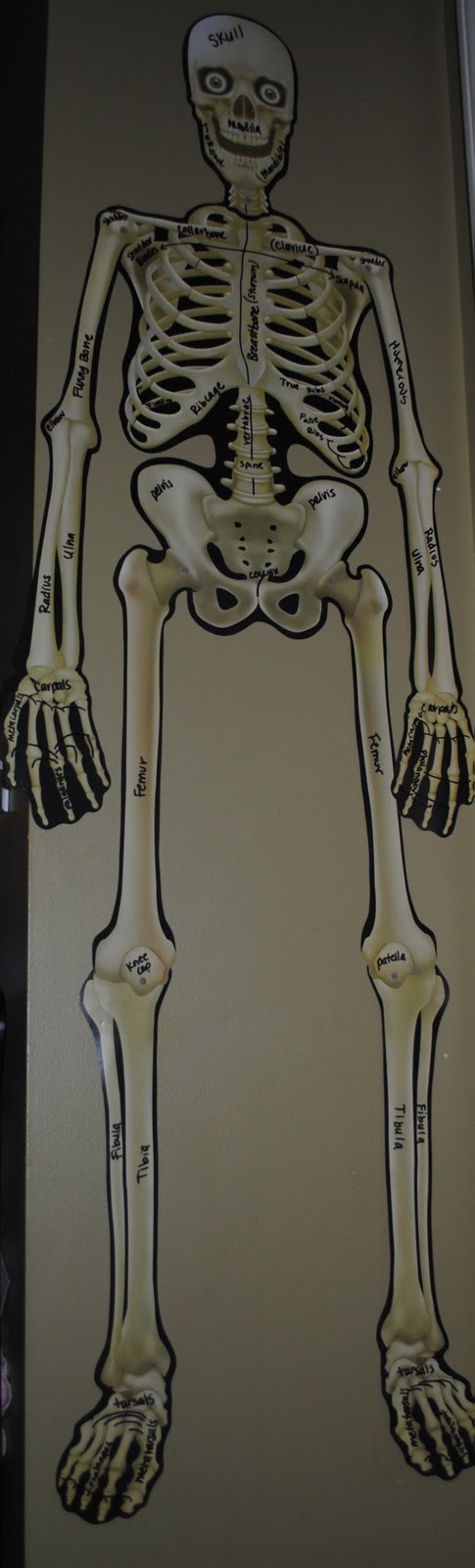 The Geek and the Chic (Sheek): Homeschool Human Skeleton Unit Study