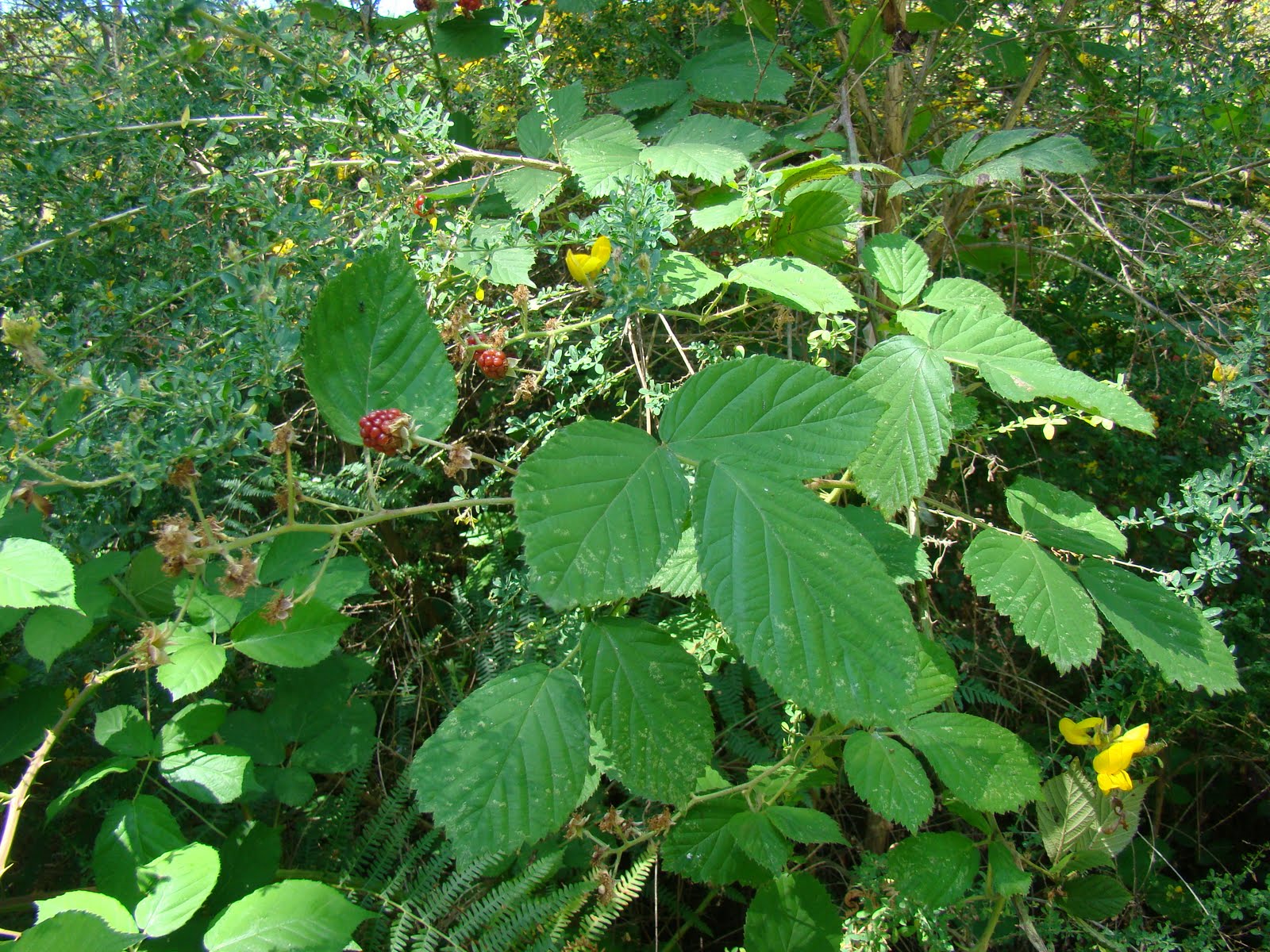 [Rubus+vigoi.JPG]