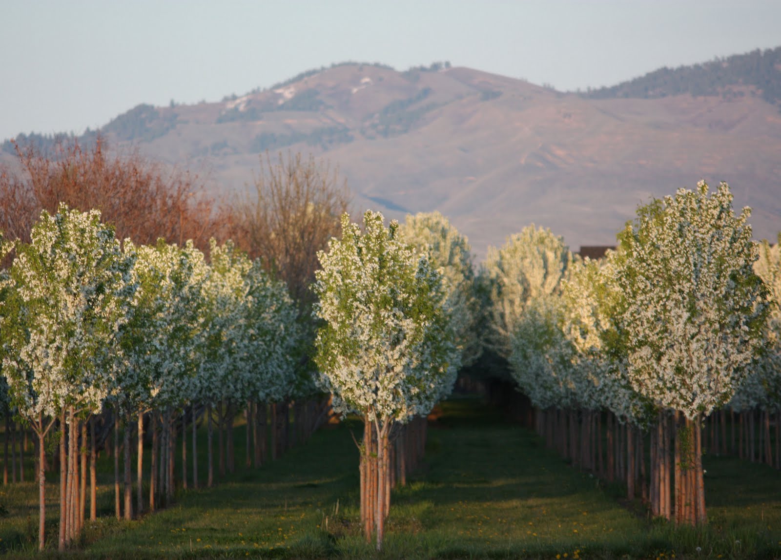 Boise Daily Photo The City of Trees in Flower