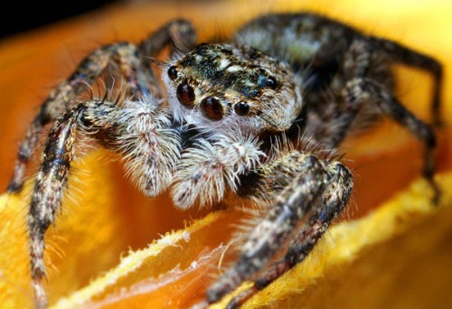 [Portraits-of-insects-006.jpg]