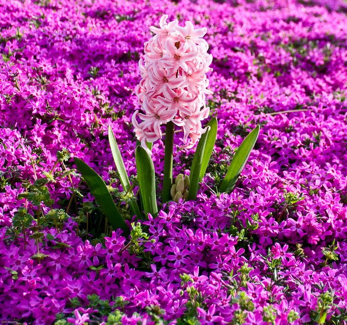 [bluevioletflower04.jpg]