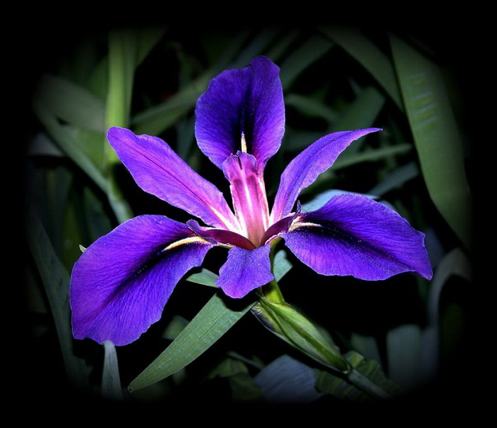 [bluevioletflower07.jpg]