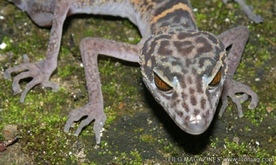 [Cat-Ba-leopard-gecko-disc-001.jpg]