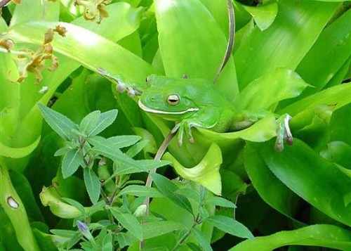 [Best-Animals-Camouflage-006.jpg]