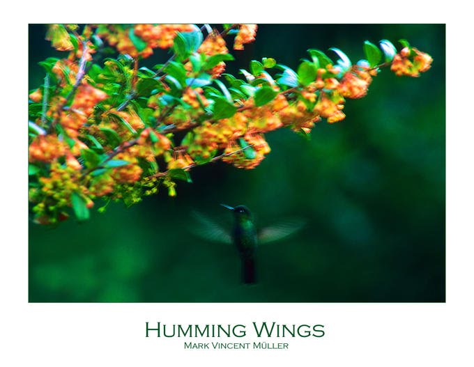[Humming+Wings.bmp]