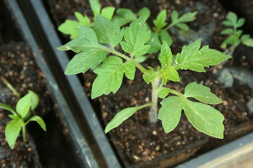 Everyday Finesse Tomato seedlings ready for the garden