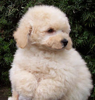 Fotos de Perros Razas Grandes Pequeños Perros Imagenes: Poodle-french