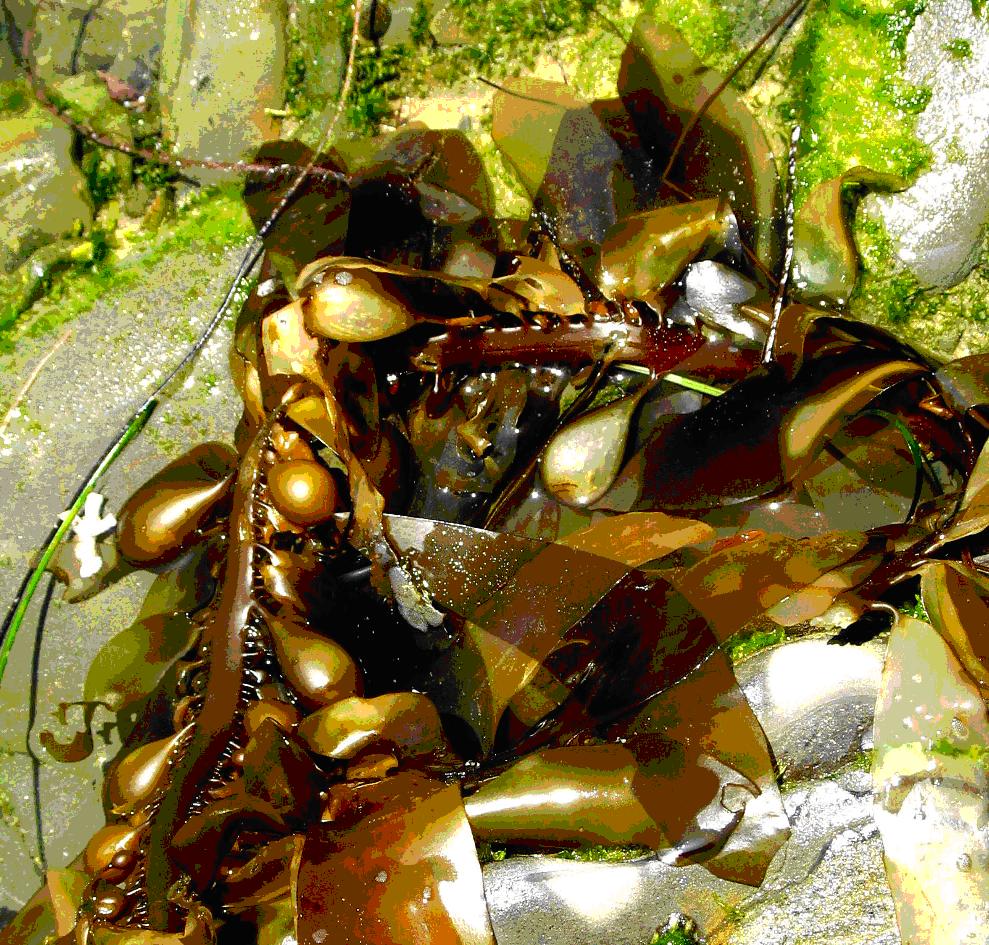 Eternal Youth of Nature Kelp