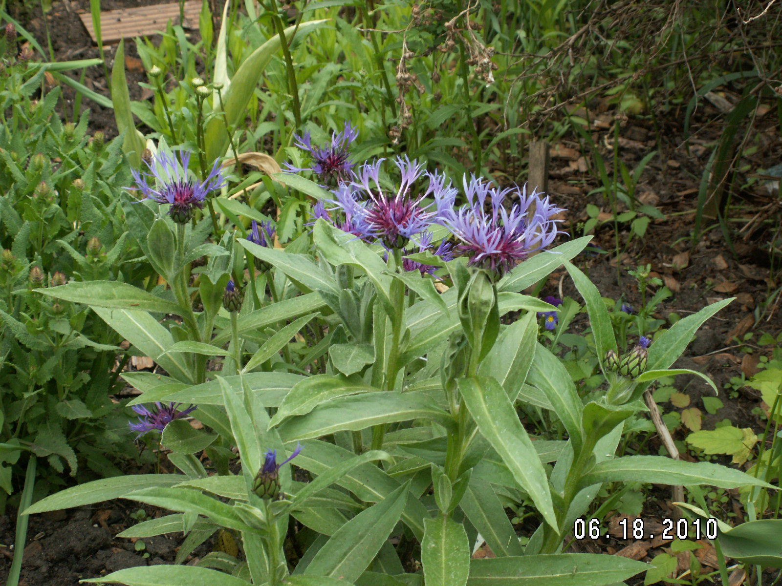 Carola's Alberta Garden 2017 Persian Cornflower, and More
