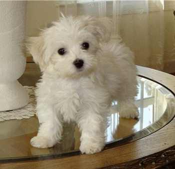 Forum Image: http://3.bp.blogspot.com/_F32OSfvQzBM/SrZIj8LvTgI/AAAAAAAAABE/v5Qgb_z4nf0/S692/cute-maltese.jpg