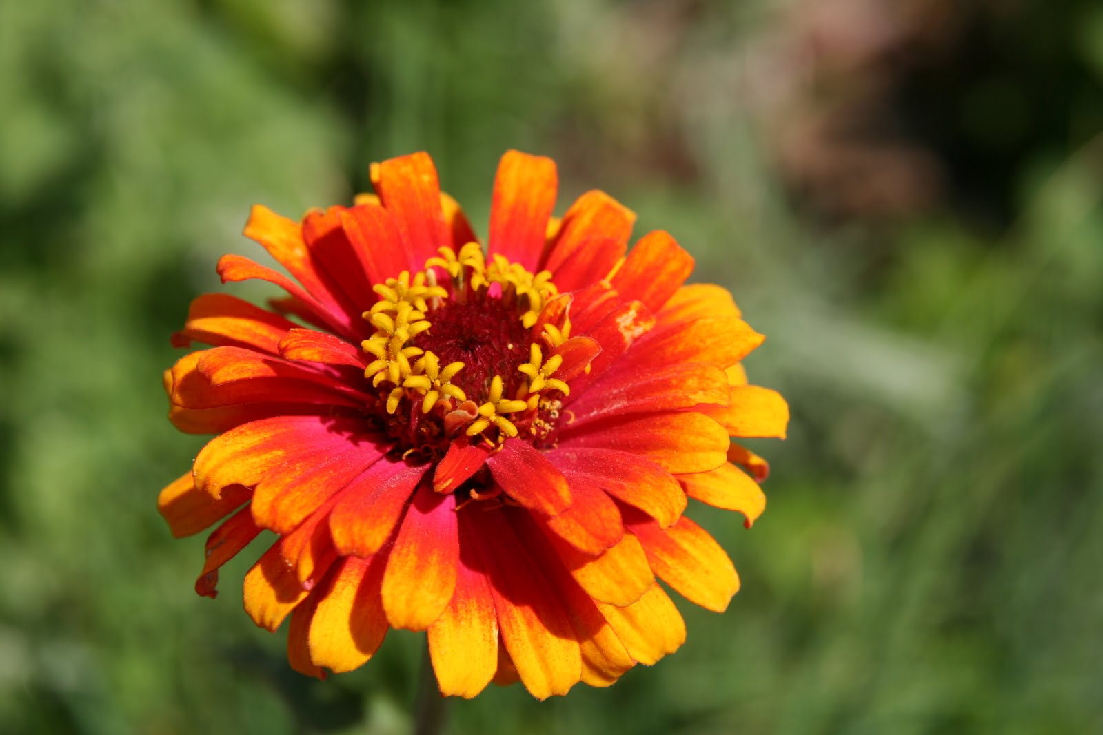 Color Spray Bright Flower