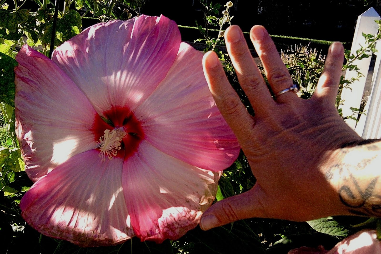 Skunk Tracks Pie Plate Hibiscus