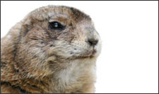 Punxsutawney Phil's 2008 Forecast