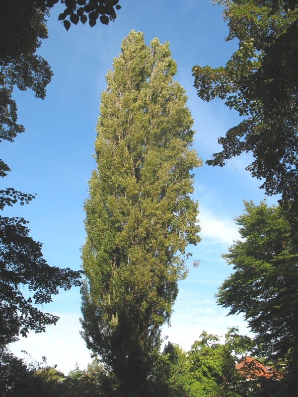 Bomen in Hengelo Hoge bomen vangen