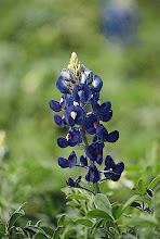 About Texas Wildflower