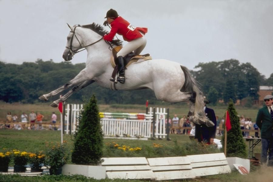 appaloosa horse jumping