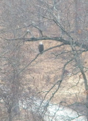 Eagle Along Jumbo Road