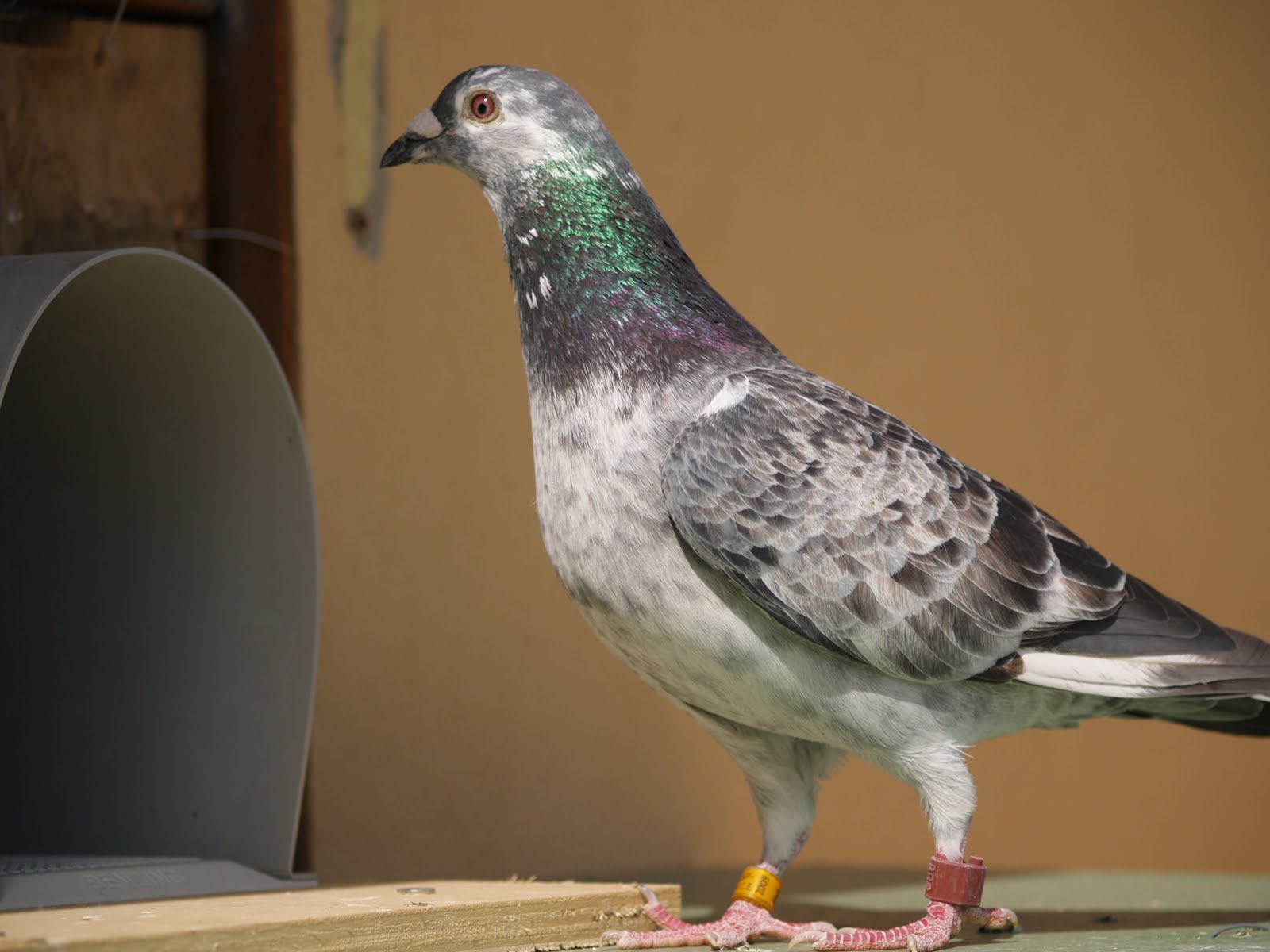 criando palomas PALOMA MENSAJERA 0929802
