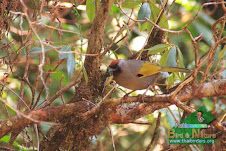 Red-capped Laughingthrush