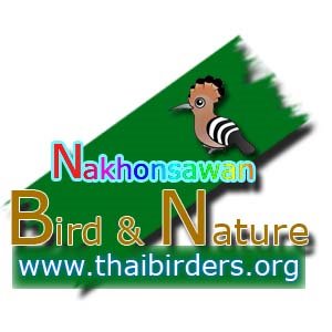 Thai Birders : Bird Pics