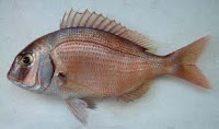 pargo Chicote Pargueira 3 Anzóis